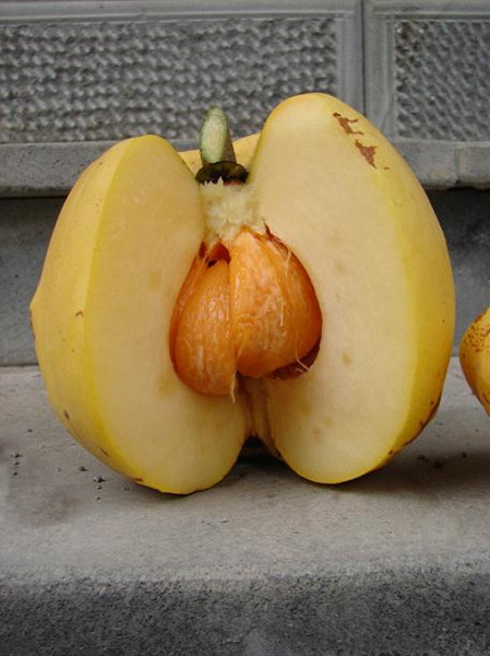 “减肥果”在瑞丽养成！珍稀植物大果藤黄首次实现人工繁育