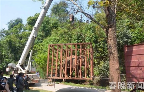 野象夜闯普洱城后又到城郊逛农家乐！这次被麻翻送往救助中心