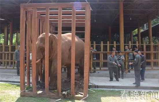 野象夜闯普洱城后又到城郊逛农家乐！这次被麻翻送往救助中心