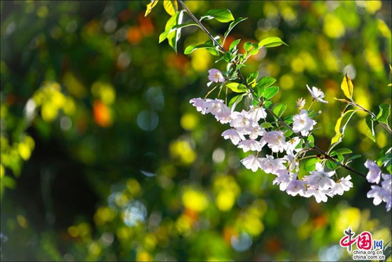 烟花三月晴空下的周庄 迷醉在江南春色里 烟花三月晴空下的周庄 迷醉在江南春色里