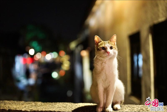 烟花三月晴空下的周庄 迷醉在江南春色里