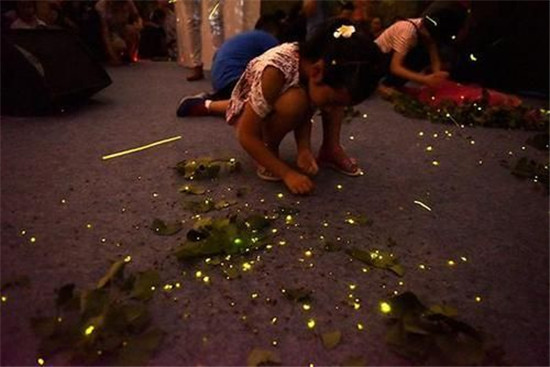 “浪漫放飞”会造成萤火虫的非正常死亡 “浪漫放飞”会造成萤火虫的非正常死亡