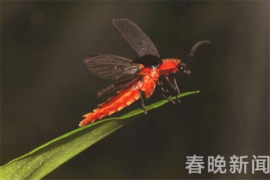 又见血腥浪漫!网传12日西双版纳要放飞10万萤火虫 又见血腥浪漫!网传12日西双版纳要放飞10万萤火虫