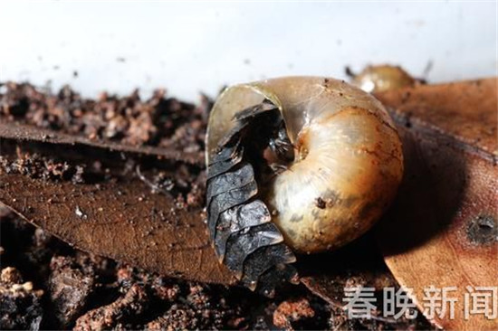 又见血腥浪漫!网传12日西双版纳要放飞10万萤火虫 又见血腥浪漫!网传12日西双版纳要放飞10万萤火虫