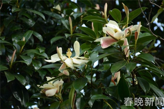 大理发现国家三级保护植物红色木莲野生种群 大理发现国家三级保护植物红色木莲野生种群