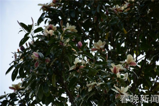 大理发现国家三级保护植物红色木莲野生种群 大理发现国家三级保护植物红色木莲野生种群