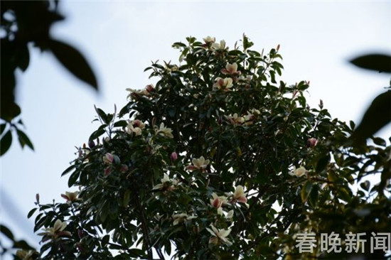 大理发现国家三级保护植物红色木莲野生种群 大理发现国家三级保护植物红色木莲野生种群