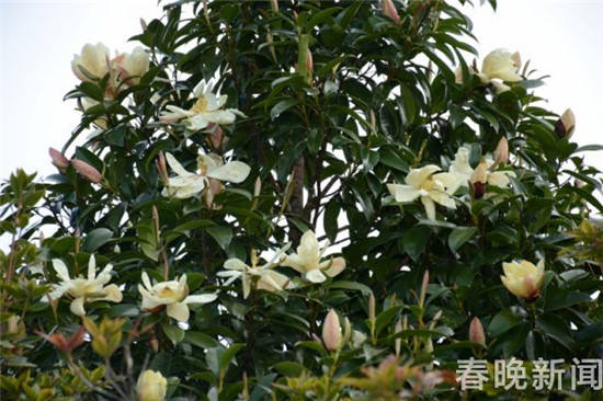 大理发现国家三级保护植物红色木莲野生种群 大理发现国家三级保护植物红色木莲野生种群