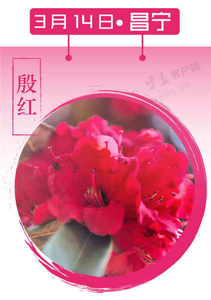 当云南春色遇到中国传统颜色 到底哪一“色”最撩你心? 当云南春色遇到中国传统颜色 到底哪一“色”最撩你心?