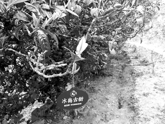 几十斤冰岛茶被偷 预计损失几十万元 几十斤冰岛茶被偷 预计损失几十万元