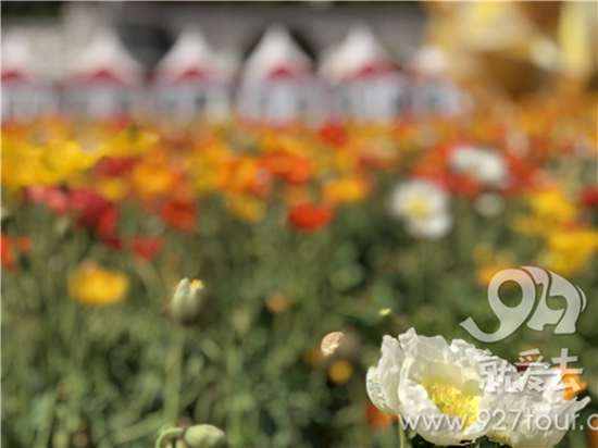 跑步游玩表白全不误 欢乐跑中国10公里锦标赛·昆明站5月20日开跑 跑步游玩表白全不误 欢乐跑中国10公里锦标赛·昆明站5月20日开跑