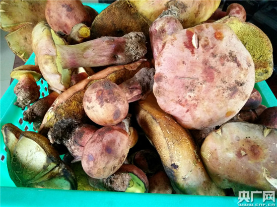 滇菌飘香 昆明头水野生菌上市 滇菌飘香 昆明头水野生菌上市