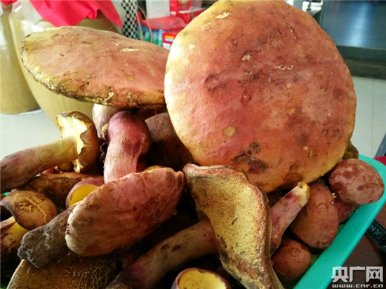 滇菌飘香 昆明头水野生菌上市 滇菌飘香 昆明头水野生菌上市
