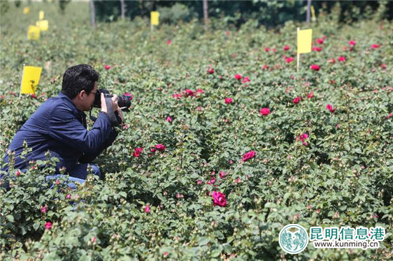近万亩玫瑰即将盛放 安宁八街芬芳之旅4月24日启幕