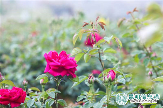 近万亩玫瑰即将盛放 安宁八街芬芳之旅4月24日启幕