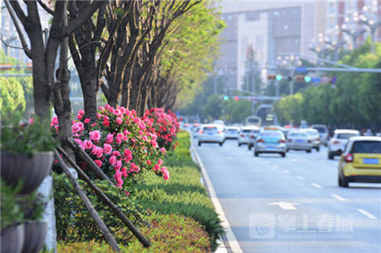 昆明“鲜花大道”升颜值 2000余株月季绽放北京路
