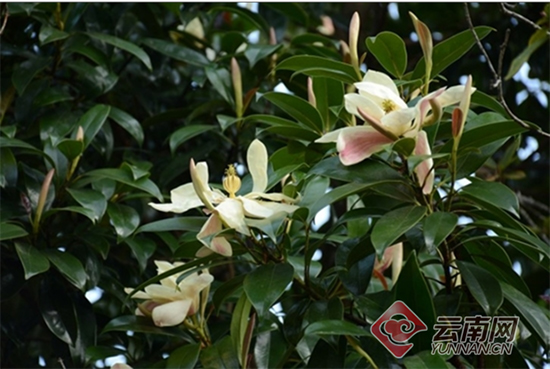 大理发现珍稀濒危植物红色木莲野生种群 大理发现珍稀濒危植物红色木莲野生种群