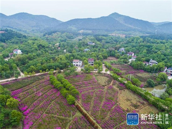 4月22日，空中俯瞰浙江省长兴县泗安镇二界岭村的杜鹃花海（无人机拍摄）。近几年来，泗安镇推动生态农业观光园建设，在主要道路两侧及观光园内种植多种颜色的100多个品种杜鹃花，形成了“人在花中游、车在花中行”的美丽景观，吸引了各地游客前来观赏，为村民带来了可观的旅游收入，成为了当地美丽乡村的特色品牌。新华社记者 徐昱 摄