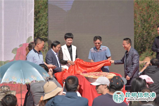 安宁八街9700亩玫瑰花热情绽放 邀你去当“采花大盗”