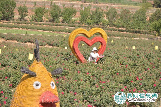 安宁八街9700亩玫瑰花热情绽放 邀你去当“采花大盗”