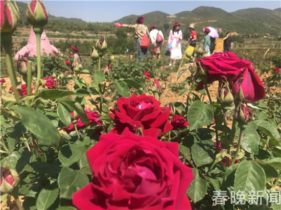 安宁八街芬芳之旅开启 来吸一口玫瑰的芳香吧