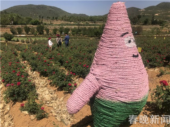 安宁八街芬芳之旅开启 来吸一口玫瑰的芳香吧