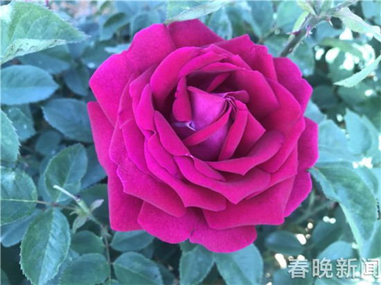 安宁八街芬芳之旅开启 来吸一口玫瑰的芳香吧