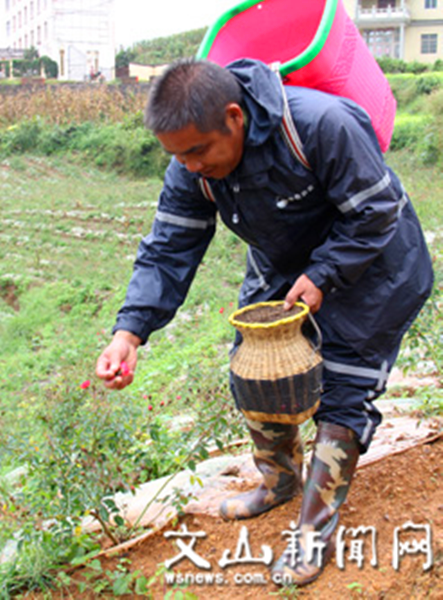 种植户在采摘玫瑰花 种植户在采摘玫瑰花
