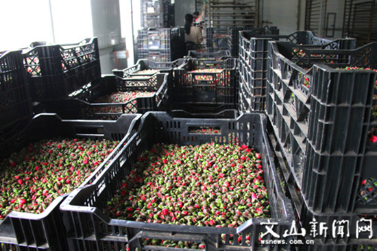 待加工的玫瑰花 待加工的玫瑰花