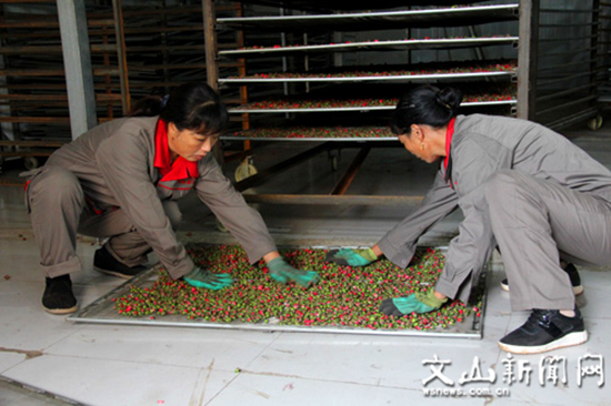 玫瑰花加工厂的工人正在工作 玫瑰花加工厂的工人正在工作