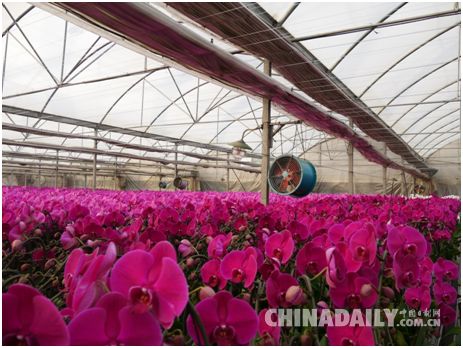 天然气供暖的蝴蝶兰温室大棚 李雪晴/摄 天然气供暖的蝴蝶兰温室大棚 李雪晴/摄