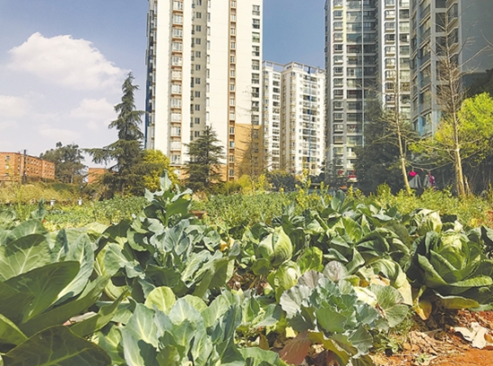 昆明一小区公共用地变“开心农场”