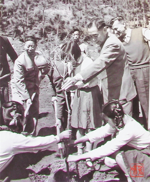 周恩来在昆明海口林场种植油橄榄。