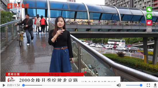 昆明“鲜花大道”升颜值 2000余株月季绽放北京路