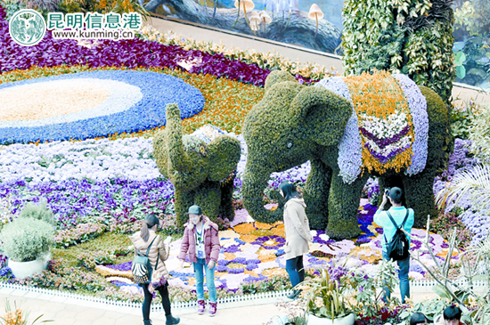 花之城的鲜花深受游客喜爱。记者李海曦/摄 花之城的鲜花深受游客喜爱。记者李海曦/摄
