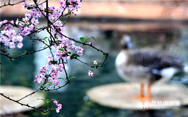 Flowering crabapple at Yuantong Mountain.