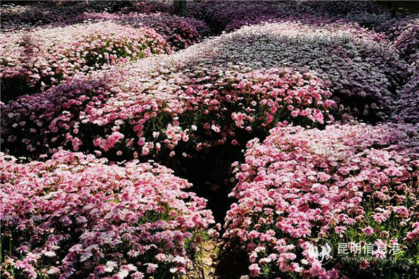 The sea of flowers in front of Daguan Pavilion.