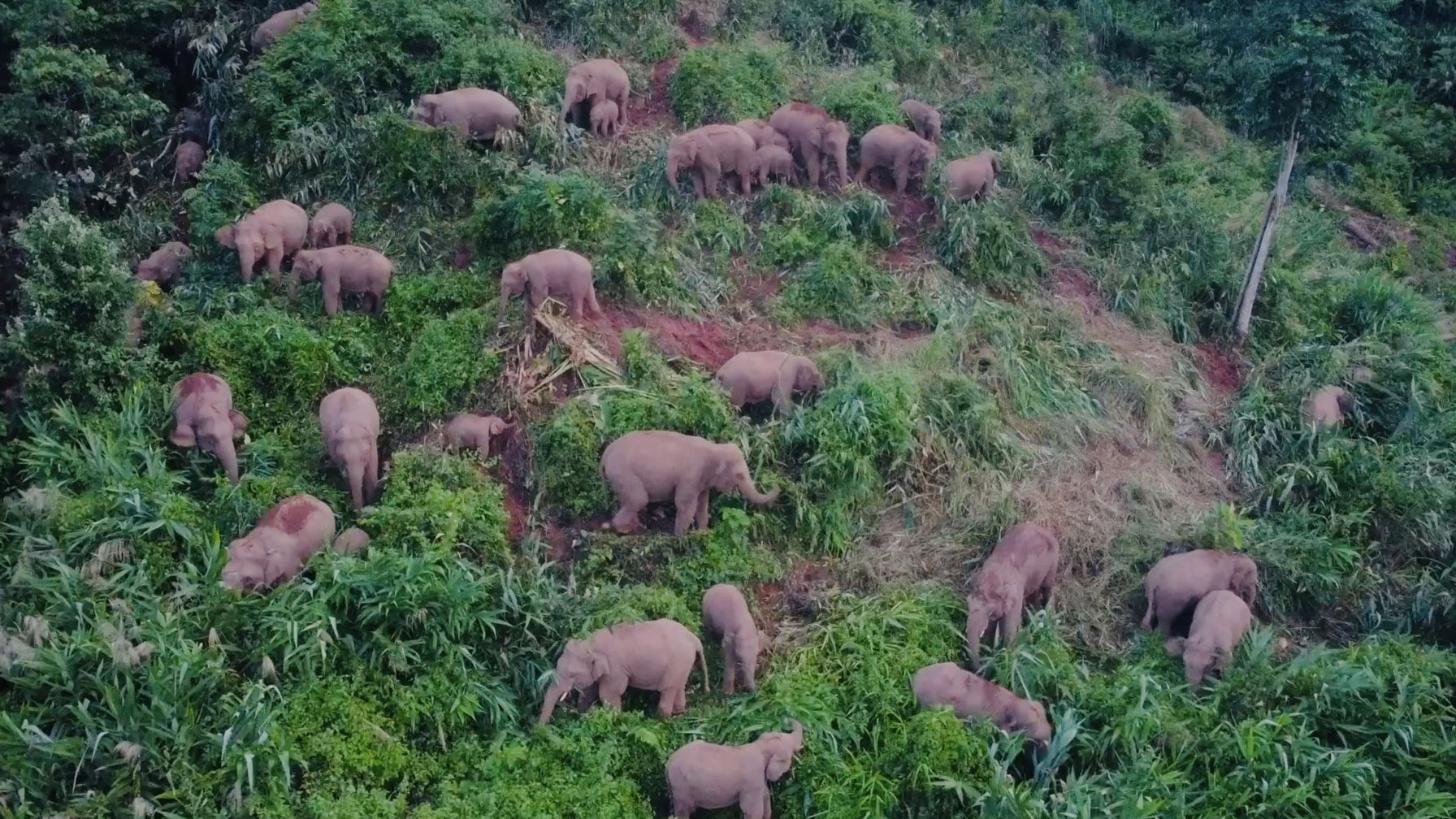 A herd of Asian elephants forage in a border town in Xishuangbanna./Jin Xin