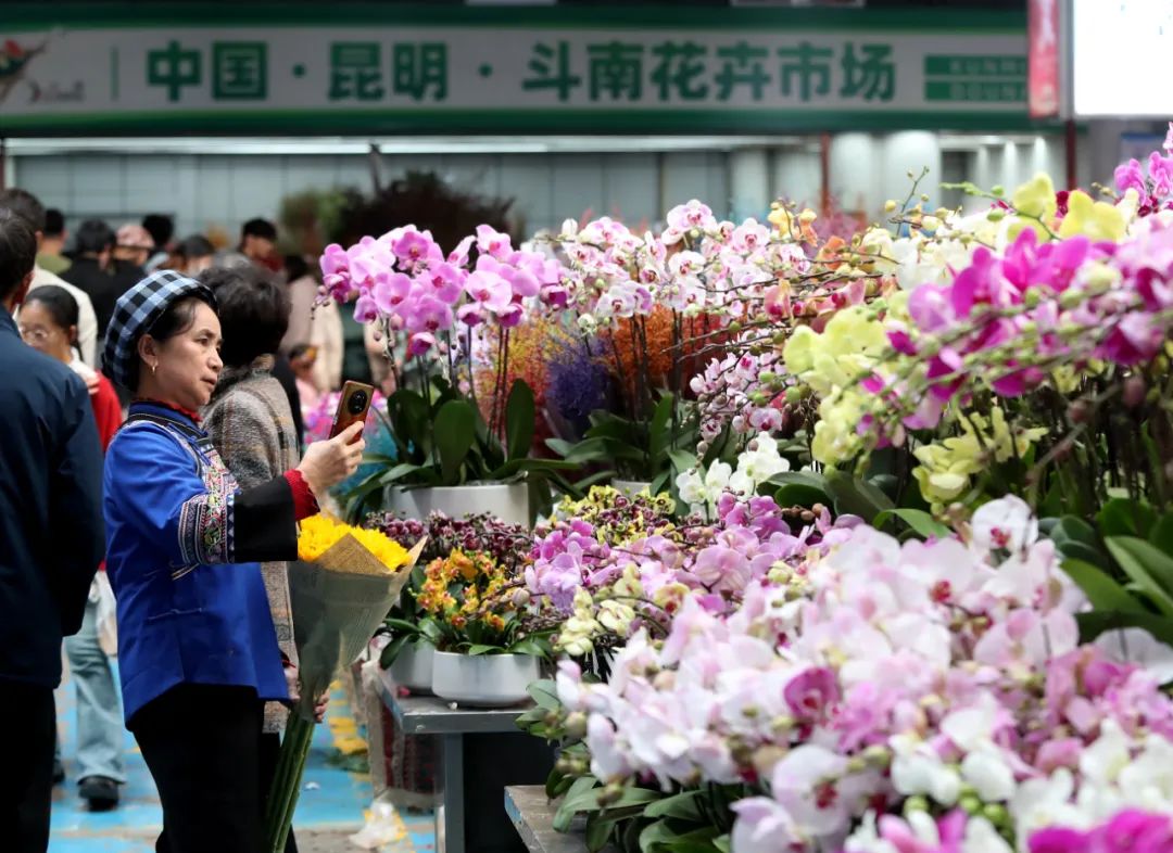 斗南花市4 昆明发布