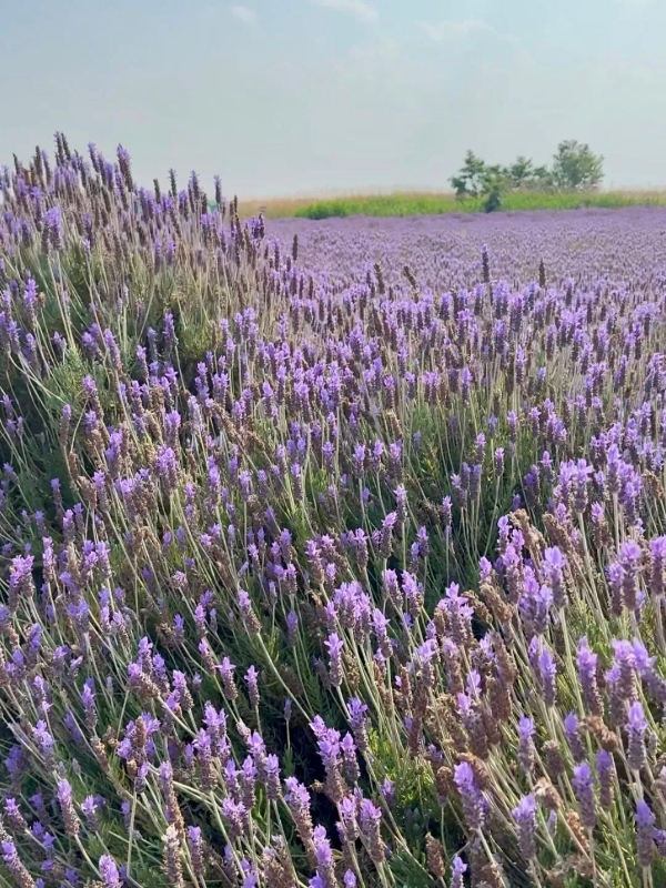 普罗旺斯1 普罗旺斯1