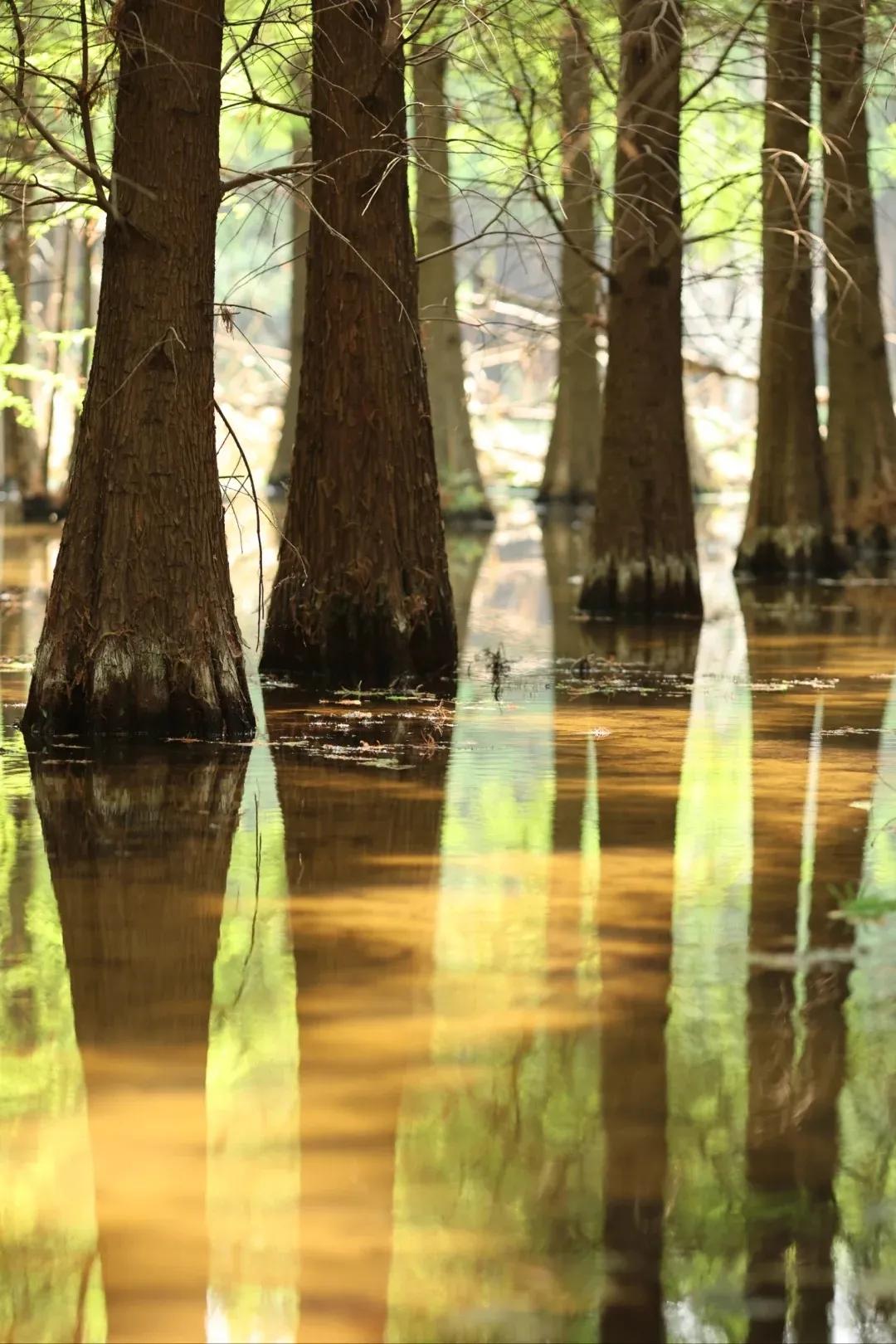 图源：小红书@伽瑞(1)