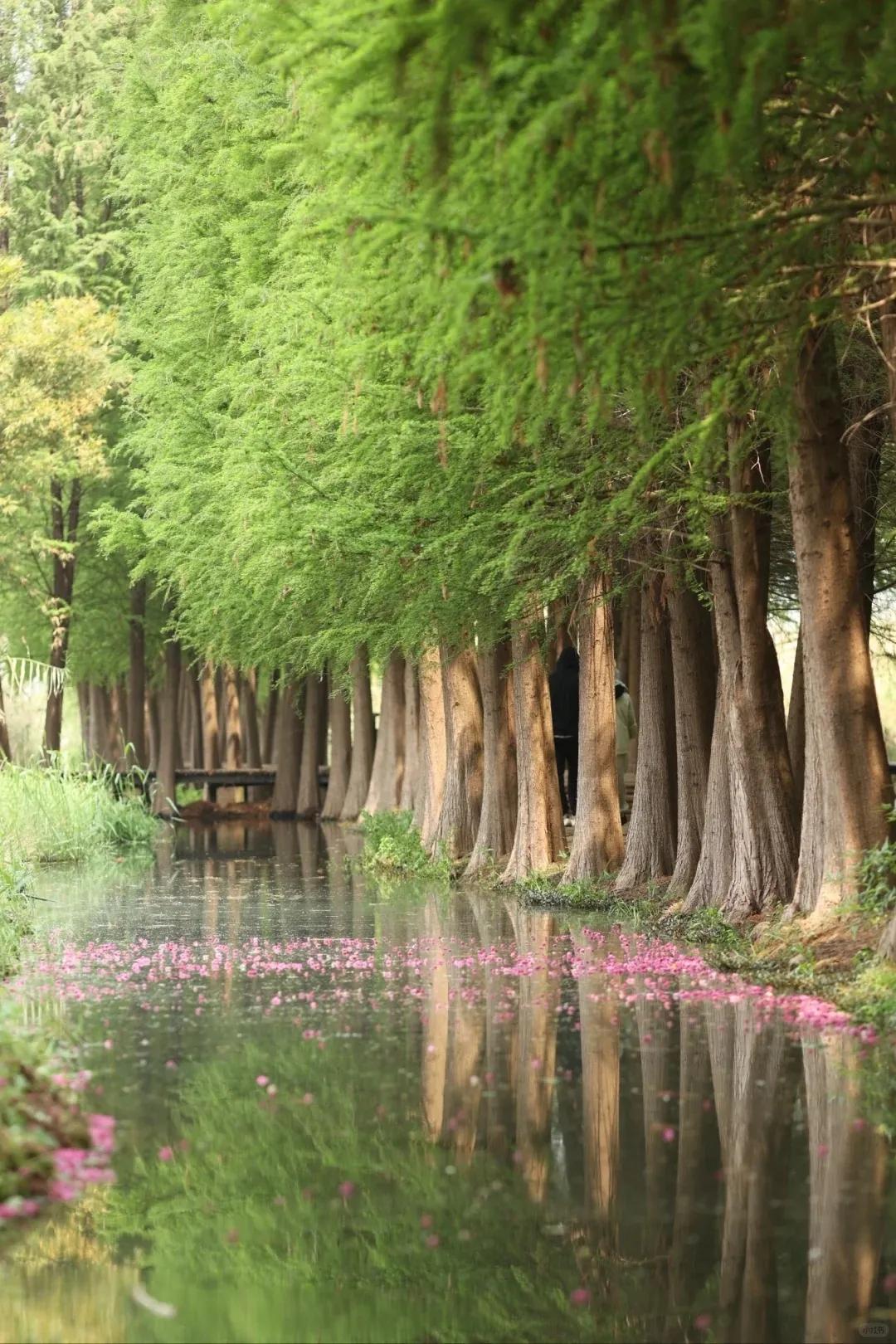 图源：小红书@伽瑞1(1)