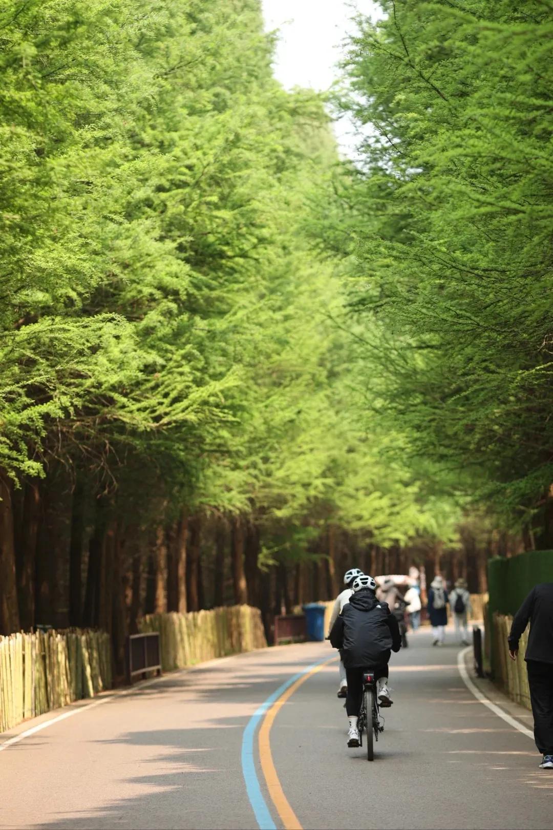 图源：小红书@伽瑞3(1)