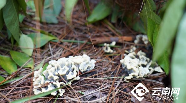 干巴菌1 干巴菌1