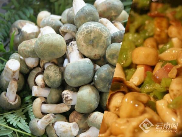 青头菌1 青头菌1