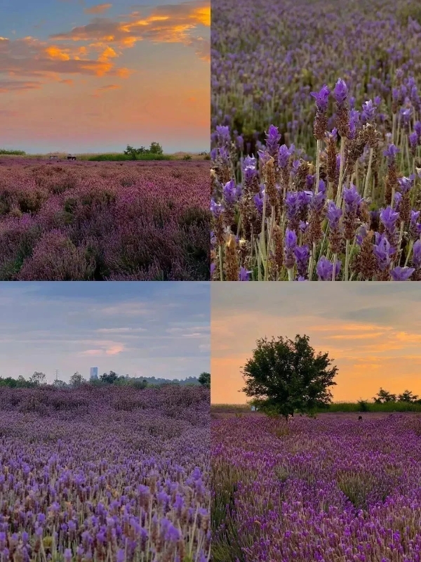 紫曰薰衣草1