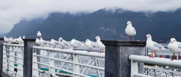 imageye___-_imgi_1_0_副本