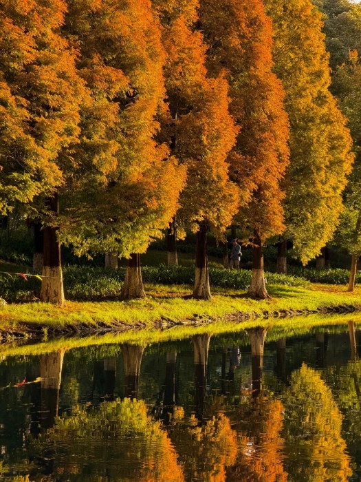 采莲河3 伙食团微服食访