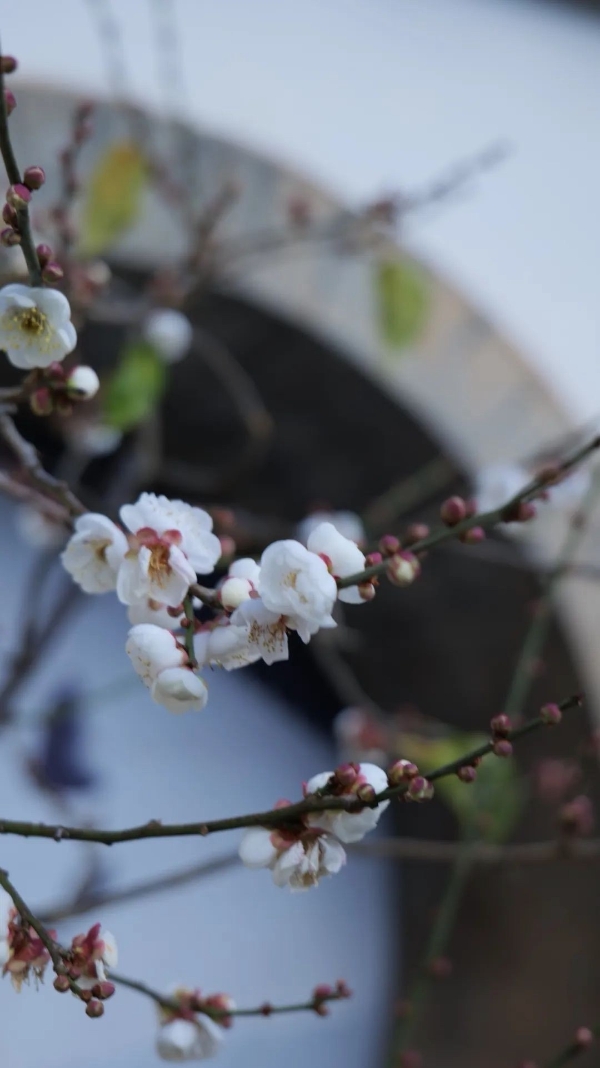 黑龙潭 梅花 近的景