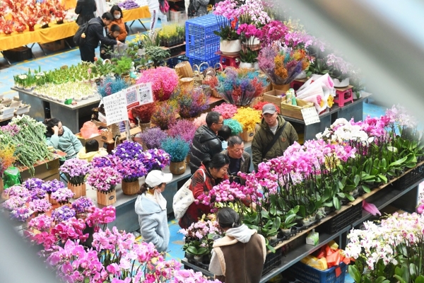 斗南花卉市场年宵花热销。刘凯达 摄